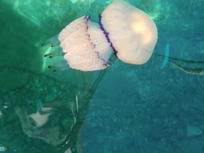 Orsera, medusa nel mare di marzo – Croazia