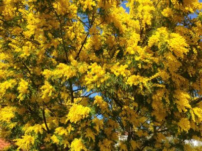 Parenzo, mimosa in fiore a marzo – Croazia