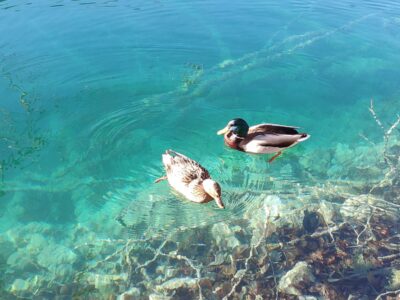 Laghi di Plitvice, anatre nell'acqua turchese – Croazia